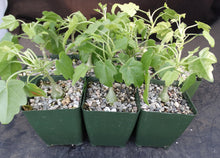 Load image into Gallery viewer, Zygosicyos pubescens (Xerosicyos)