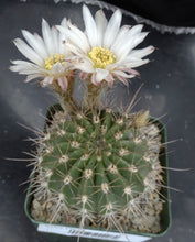 Load image into Gallery viewer, Acanthocalycium spiniflorum