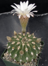 Load image into Gallery viewer, Acanthocalycium spiniflorum