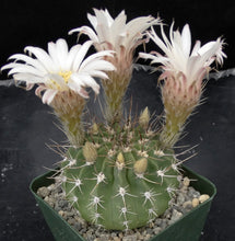 Load image into Gallery viewer, Acanthocalycium spiniflorum