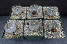 Load image into Gallery viewer, Acanthocalycium glaucum *Smallest Blue Cactus*