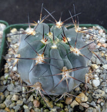 Load image into Gallery viewer, Acanthocalycium glaucum *Smallest Blue Cactus*