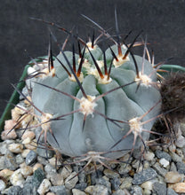 Load image into Gallery viewer, Acanthocalycium glaucum *Smallest Blue Cactus*