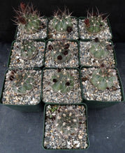 Load image into Gallery viewer, Acanthocalycium hoevenii *Amazing flowers*