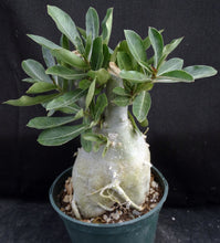 Load image into Gallery viewer, Adenium Obesum Big Plant! *Please See Description* (A)
