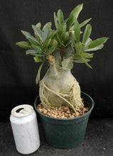 Load image into Gallery viewer, Adenium Obesum Big Plant! *Please See Description* (A)