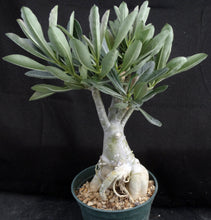 Load image into Gallery viewer, Adenium Obesum Big Plant! *Please See Description* (D)