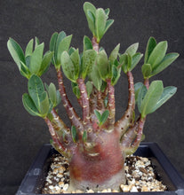 Load image into Gallery viewer, Adenium arabicum 'Black Skin' *Rare new cultivar* (A)