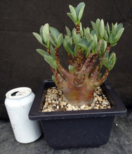 Load image into Gallery viewer, Adenium arabicum 'Black Skin' *Rare new cultivar* (A)