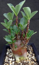 Load image into Gallery viewer, Adenium arabicum 'Black Skin'