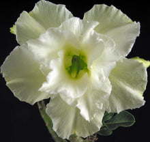 Load image into Gallery viewer, Adenium 'Vanilla Gold' *Huge Plant!* Grafted hybrid