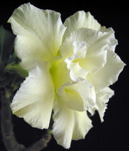 Load image into Gallery viewer, Adenium 'Vanilla Gold' *Huge Plant!* Grafted hybrid