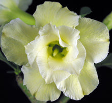 Load image into Gallery viewer, Adenium 'Vanilla Gold' *Huge Plant!* Grafted hybrid