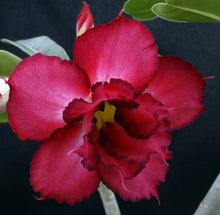 Load image into Gallery viewer, Adenium 'Millionaire Purple' *Big Plant!* Grafted Hybrid (B)