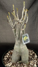 Load image into Gallery viewer, Adenium 'Vanilla Gold' *Huge Plant!* Grafted hybrid