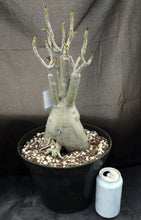 Load image into Gallery viewer, Adenium 'Vanilla Gold' *Huge Plant!* Grafted hybrid