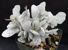 Load image into Gallery viewer, Adromischus leucophyllus *White Leaves*