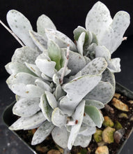 Load image into Gallery viewer, Adromischus leucophyllus *White Leaves*