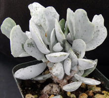 Load image into Gallery viewer, Adromischus leucophyllus *White Leaves*