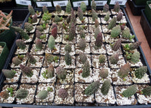 Load image into Gallery viewer, Adromischus marianae ssp. herrei 'Red Coral'