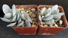 Load image into Gallery viewer, Adromischus leucophyllus *White Leaves*