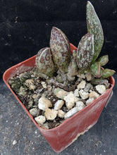 Load image into Gallery viewer, Adromischus marianae var. Clanwilliam Brown form