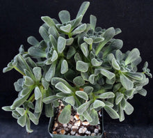 Load image into Gallery viewer, Aeonium lindleyi