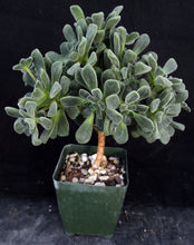 Load image into Gallery viewer, Aeonium lindleyi