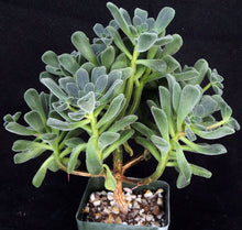 Load image into Gallery viewer, Aeonium lindleyi