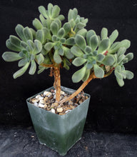 Load image into Gallery viewer, Aeonium lindleyi