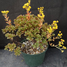 Load image into Gallery viewer, Aeonium sedifolium *Big Plants!*