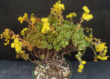 Load image into Gallery viewer, Aeonium sedifolium *Big Plants!*
