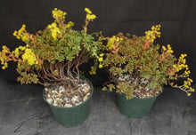 Load image into Gallery viewer, Aeonium sedifolium *Big Plants!*