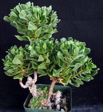 Load image into Gallery viewer, Aeonium spathulatum