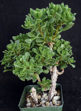 Load image into Gallery viewer, Aeonium spathulatum