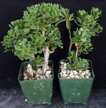 Load image into Gallery viewer, Aeonium spathulatum