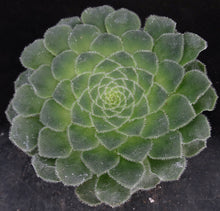 Load image into Gallery viewer, Aeonium tabuliforme