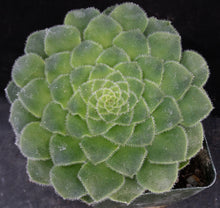 Load image into Gallery viewer, Aeonium tabuliforme