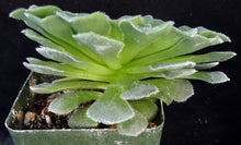 Load image into Gallery viewer, Aeonium tabuliforme