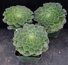 Load image into Gallery viewer, Aeonium tabuliforme