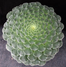 Load image into Gallery viewer, Aeonium tabuliforme