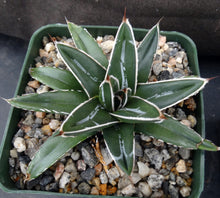 Load image into Gallery viewer, Agave victoriae-reginae