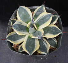 Load image into Gallery viewer, Agave patonii 'Cream Spike' Variegated