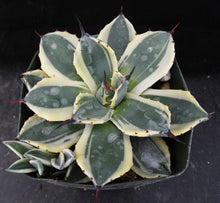 Load image into Gallery viewer, Agave patonii 'Cream Spike' Variegated