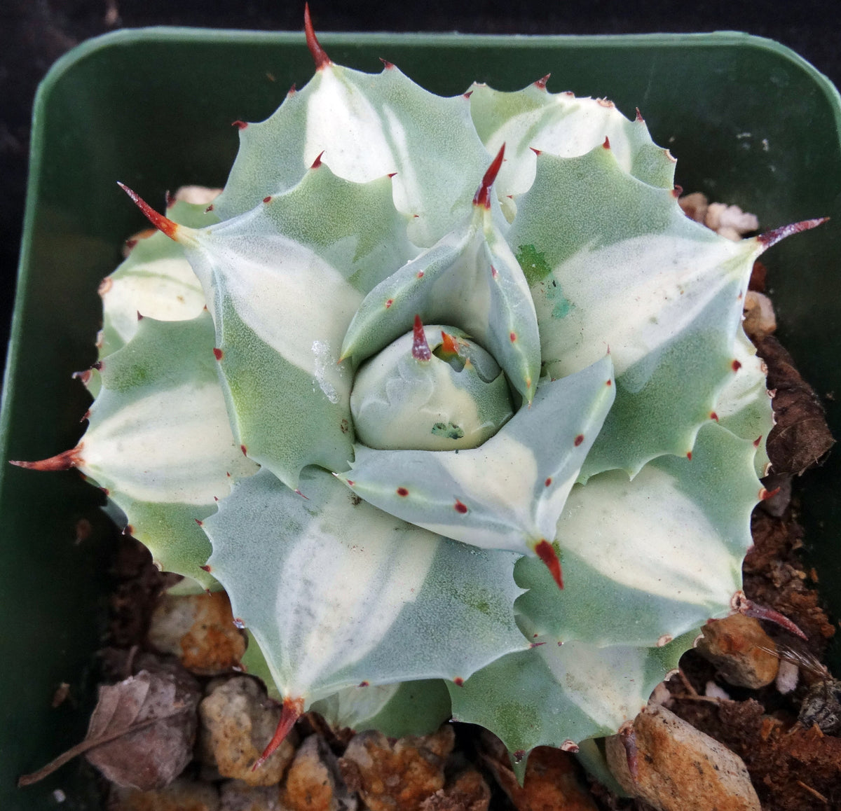 agaveohi2_f0a03253-1c27-42ce-