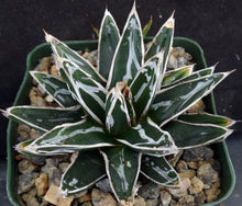 Load image into Gallery viewer, Agave victoriae-reginae