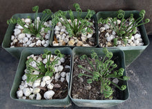 Load image into Gallery viewer, Albuca foetida x spiralis *Hybrid*