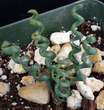 Load image into Gallery viewer, Albuca bruce-bayeri