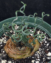 Load image into Gallery viewer, Albuca bruce-bayeri *Big Plant!*