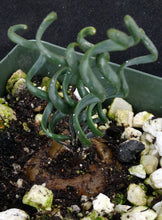 Load image into Gallery viewer, Albuca bruce-bayeri